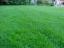 How to get the perfect lawn