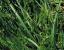 Lawn Pride weed control and fertilization