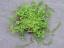 thymeleaf-speedwell Indianapolis weed control Lawn Pride fertilization and weed control.