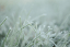 Closeup of frozen grass