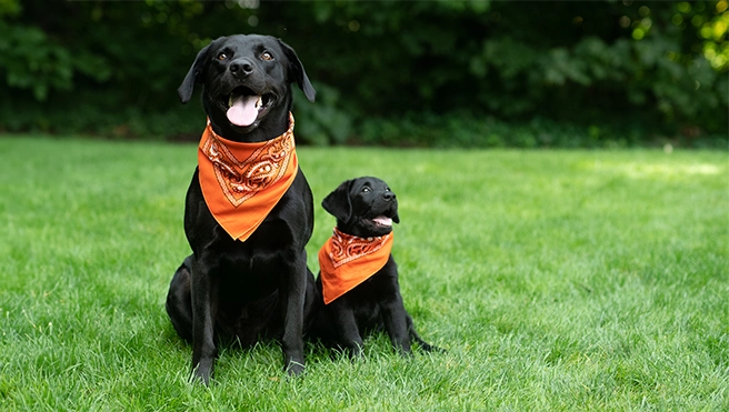 Adult black dog with black puppy
