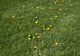 Grass with yellow flowers.