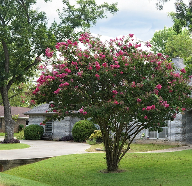 myrtle tree in a grass field near a house.