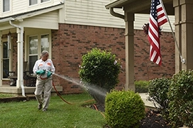 Spraying insecticide on shrub to control pests.