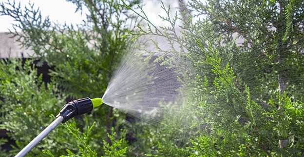 Spray the tops and undersides of leaves.