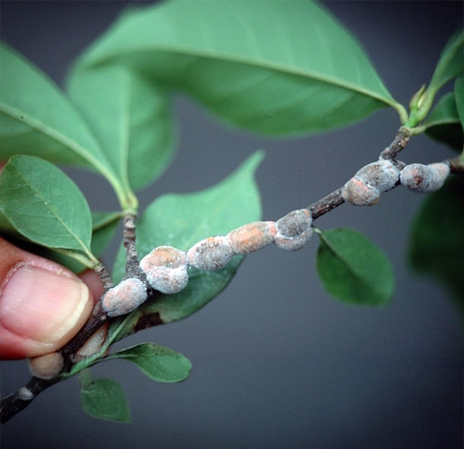 A close-up of a finger touching or pointing at the stem and leaves of a plant.