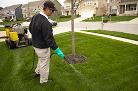 Weed control treatment being sprayed on grassy lawn.