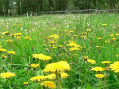 Yellow flower.