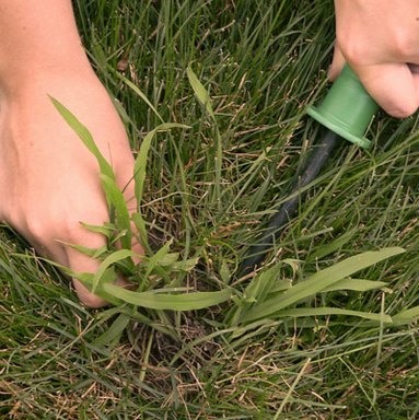 Crabgrass.