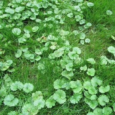Ground Ivy.