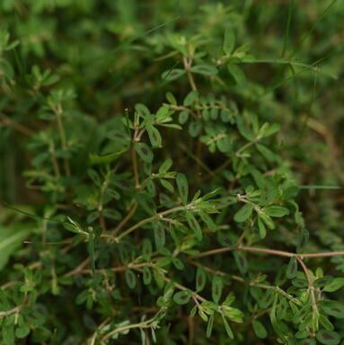 Spurge.