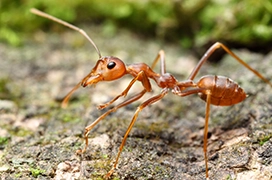 Ant on the surface.