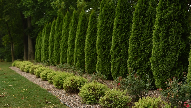 Green bushes in a garden.