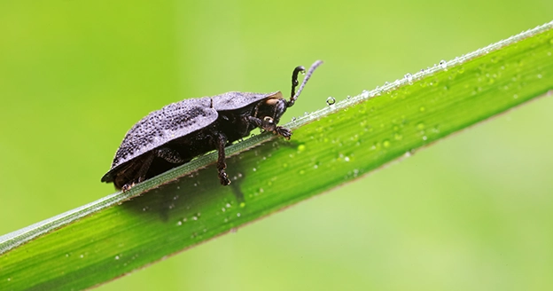 A closeup of an insect on a blade of grass.