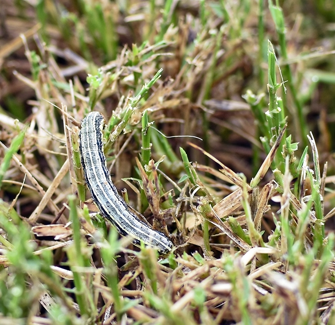 A green caterpillar crawling on a leaf surface.