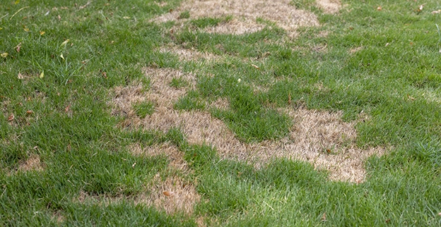Ground showing signs of plant disease.
