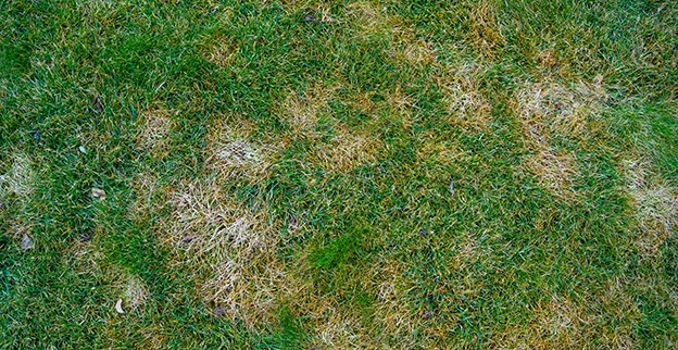 Top-down view of a green lawn affected with multiple circular patches.
