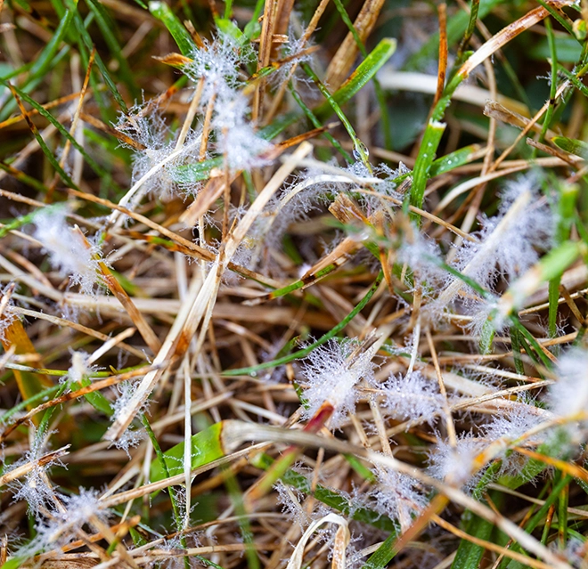 Close-up of grass blades with visible fungal growth.