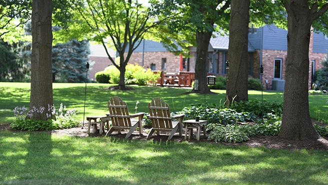 Several trees growing closely together in a garden setting.