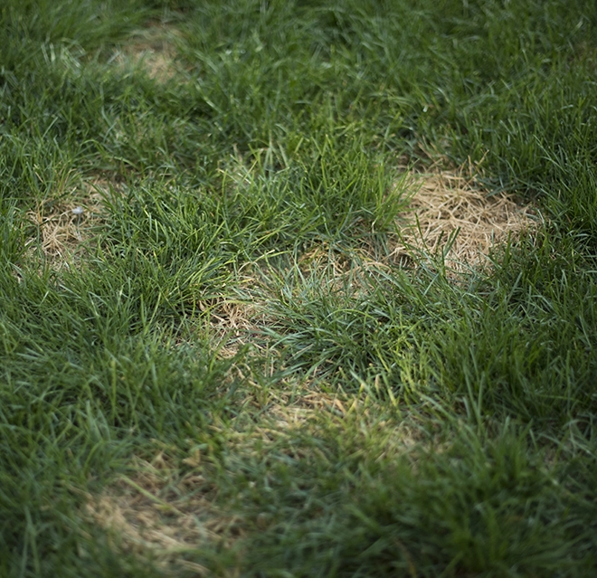 A damaged lawn with spots of dead grass.