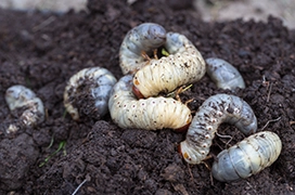 Grubs.