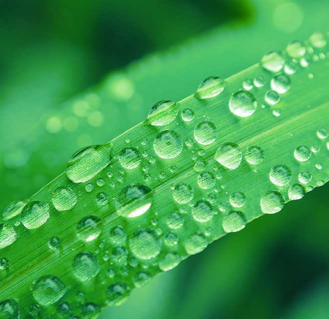 Leaves with water droplets on them.