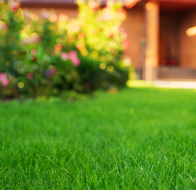 Perfectly trimmed green grass.