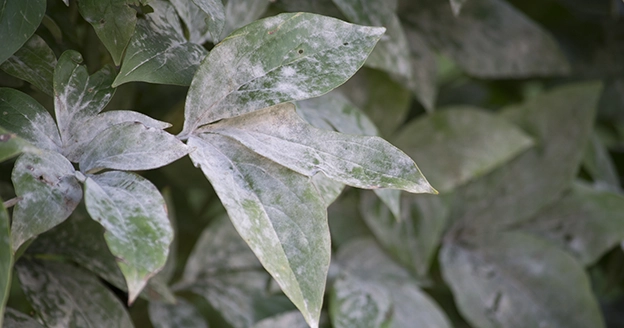 Leaves with white powdery mildew.