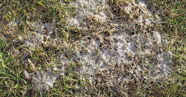 Snowmold in a lawn.
