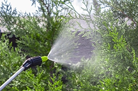 Spray bushes.