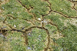 Lawn area with visible vole damage.