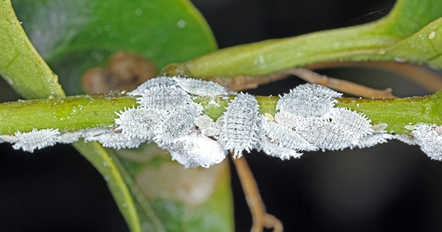 White insects on tree leaves.