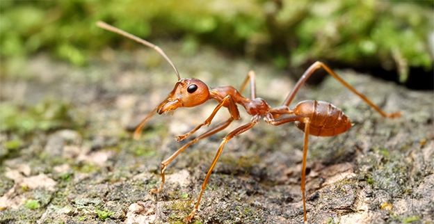 Fire ant crawling on the ground