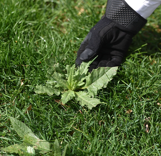 Pulling a weed from the lawn