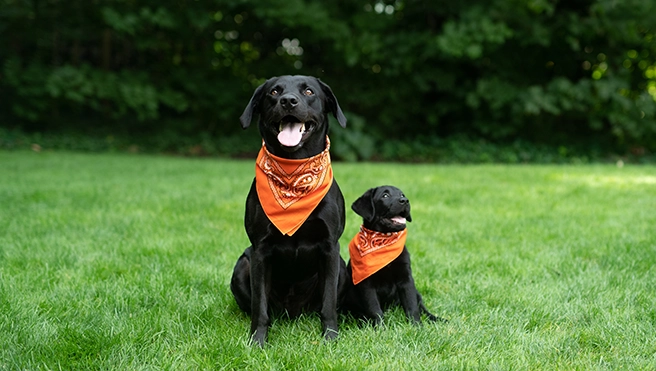 A black dog and their puppy sitting in a green lawn.