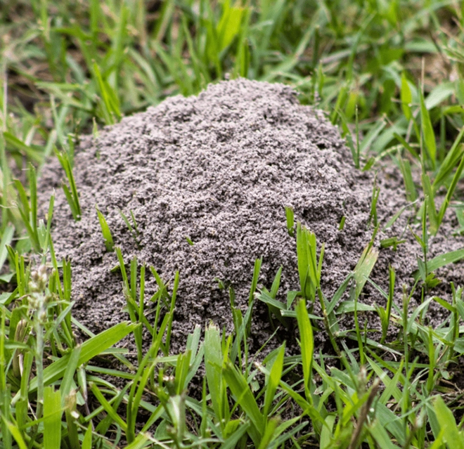 Fire ant mound