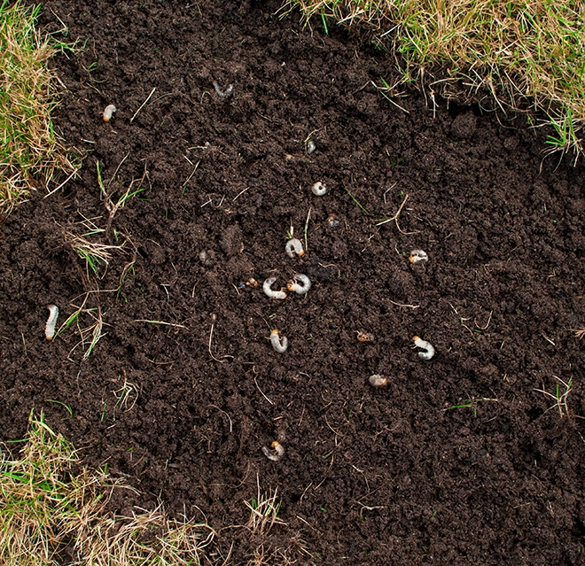 View of grubs on the soil.