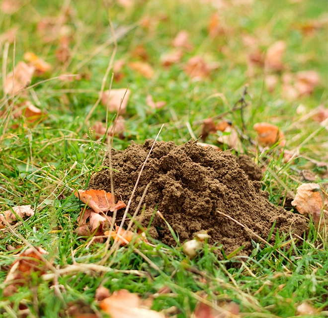A mole hill on a lawn