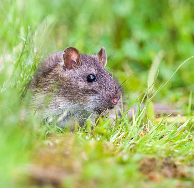 A vole hill on a lawn