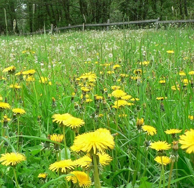 A lawn with yellow flowers.