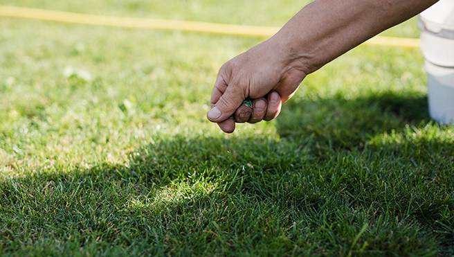 A picture of a hand spreading seed on a lawn.
