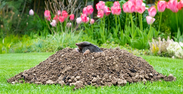 A mole poking its head out of a mole hill.