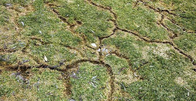 A picture of a lawn damaged by voles.