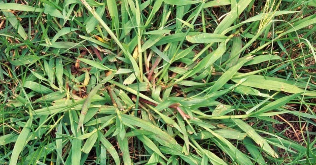 Close-up of crabgrass on lawn