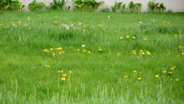 A grassy lawn with scattered yellow dandelions.