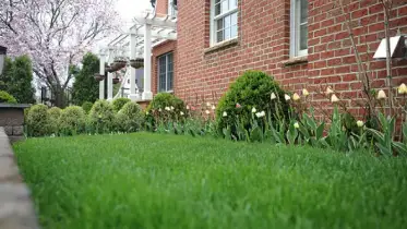 Think about your lawn.