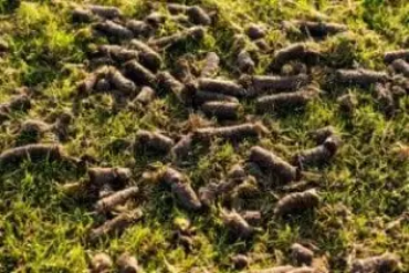 Lawn aeration is essential to a healthy and gorgeous lawn.