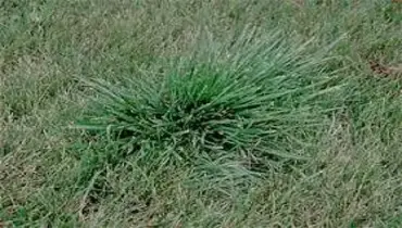 Thick grass on the lawn