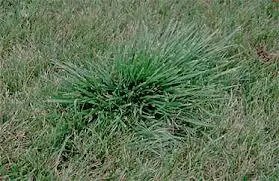 Thick grass on the lawn