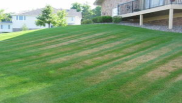 A grassy lawn displaying several brown spots